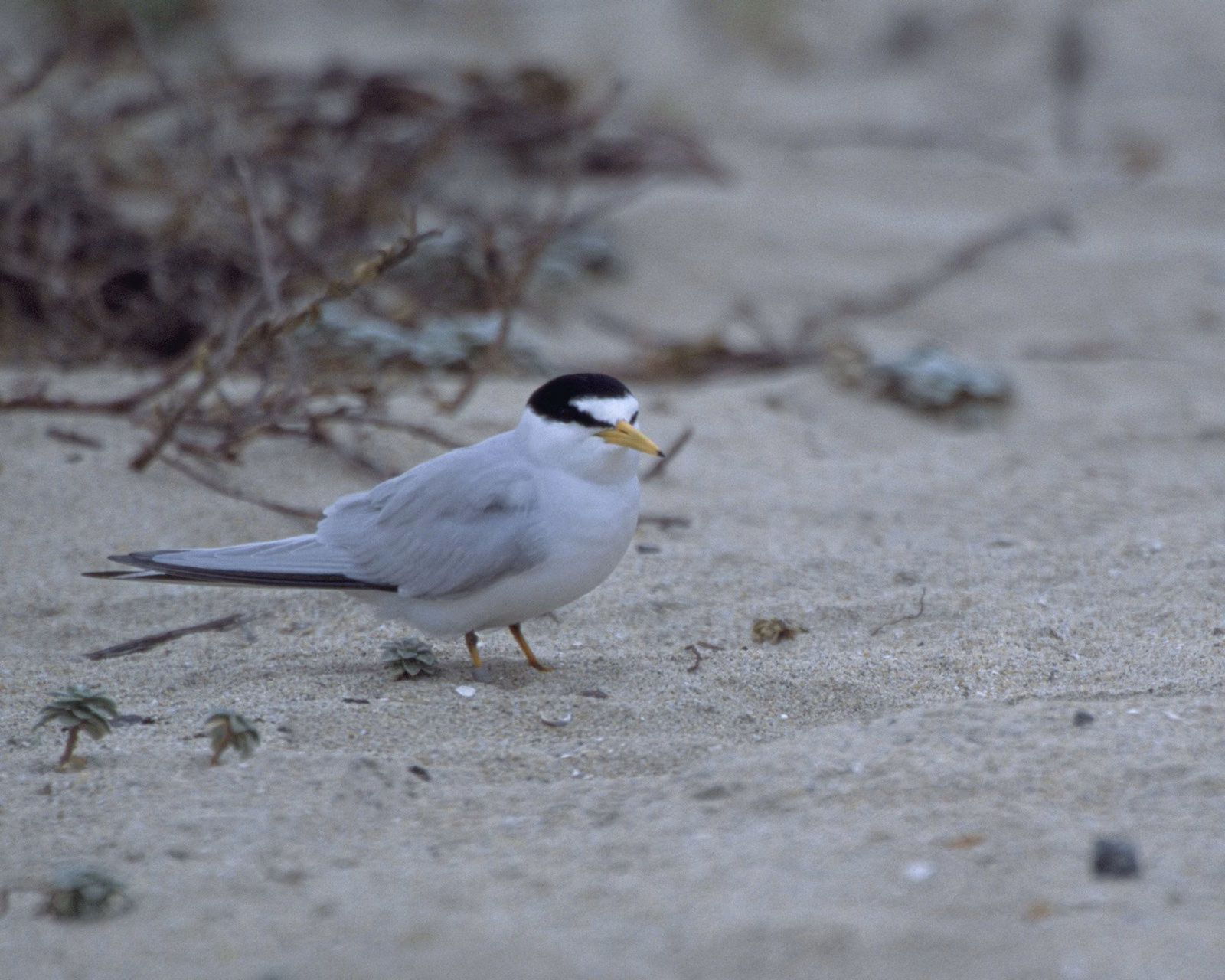 A California least tern, an endangered Southern California seabird, photographed by the U.S. Fish and Wildlife Service