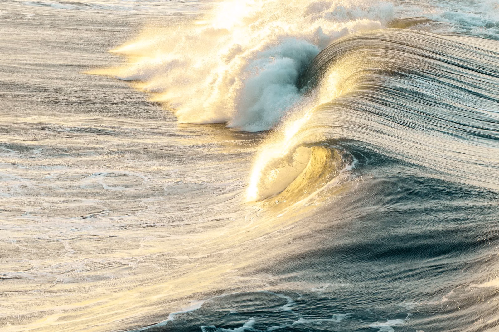 A curling wave lit by low sun off Huntington Beach