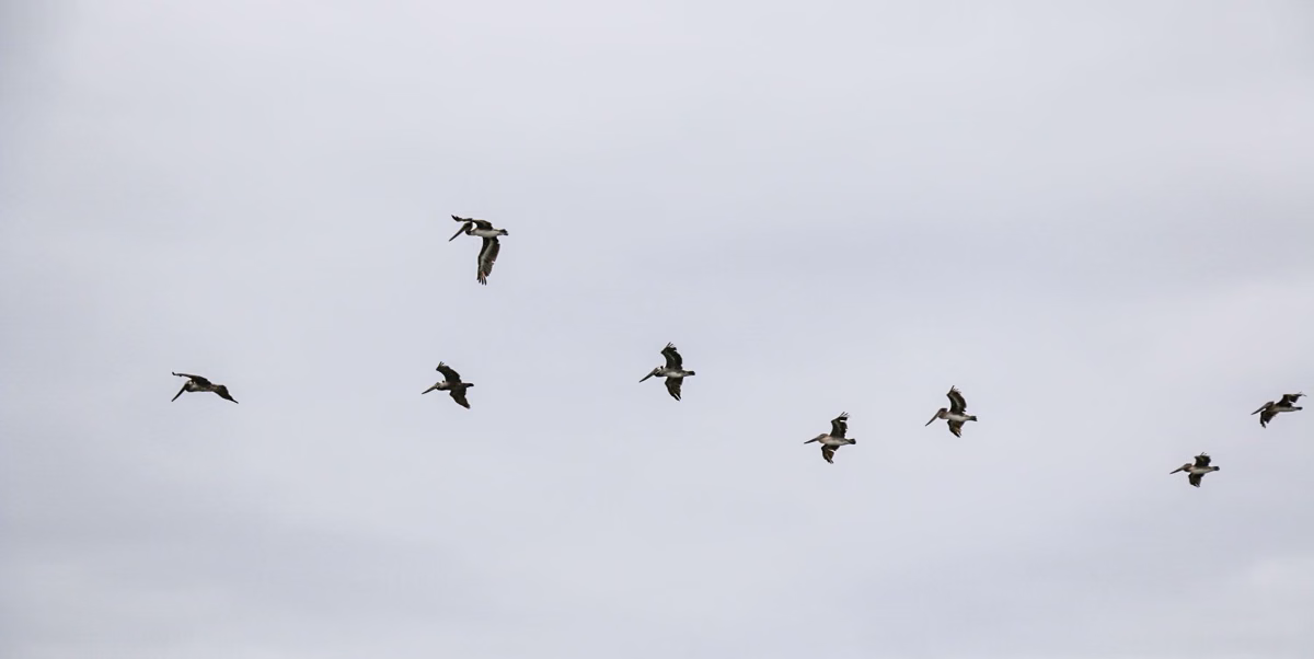 Brown pelicans flying in a loose line over the Bolsa Chica wetlands