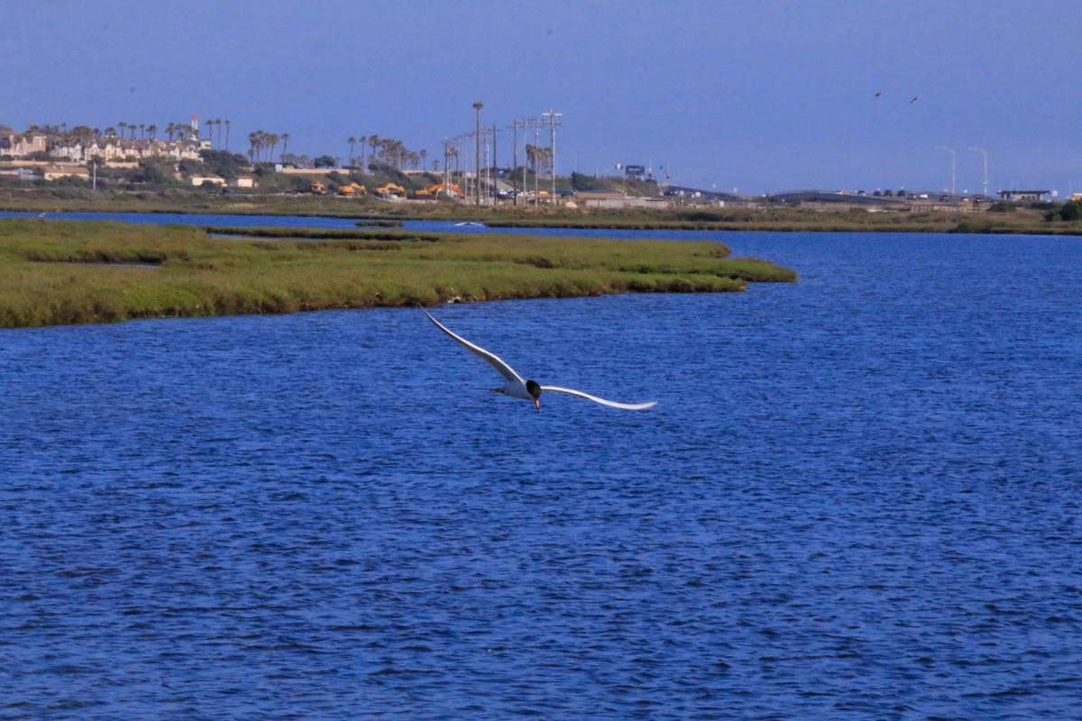A tern flying low over blue water in the Bolsa Chica wetlands, with Huntington Beach homes on the far shore