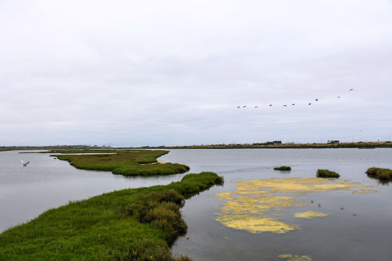 A tern and a line of brown pelicans flying over the green marsh and channels of the Bolsa Chica wetlands